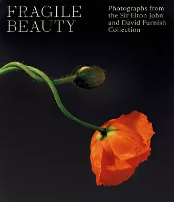 Fragile Beauty cover