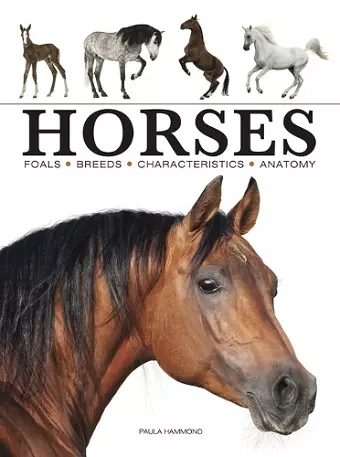 Horses cover