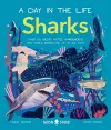 Sharks (A Day in the Life) cover