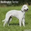 Bedlington Terrier 2023 Wall Calendar cover
