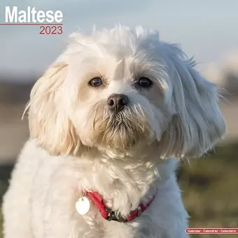 Maltese 2023 Wall Calendar cover