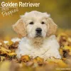 Golden Retriever Puppies 2023 Wall Calendar cover