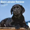 Black Labrador Retriever Puppies 2023 Wall Calendar cover