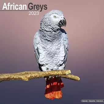 African Greys 2023 Wall Calendar cover