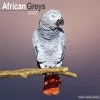 African Greys 2023 Wall Calendar cover