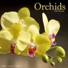 Orchids 2023 Wall Calendar cover