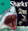 Sharks cover