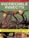 Exploring Nature: Incredible Insects cover