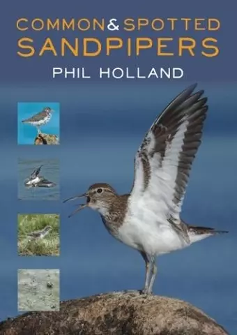 Common and Spotted Sandpipers cover