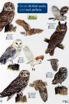 Guide to British Owls and Owl Pellets cover