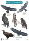 Guide to British Birds of Prey cover