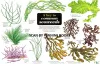A Key to Common Seaweeds cover