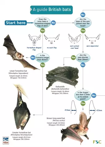 A Guide to British Bats cover