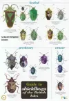 Guide to Shieldbugs of the British Isles cover