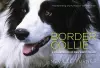 Border Collie cover