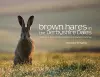 Brown Hares in the Derbyshire Dales cover