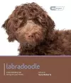 Labradoodle - Dog Expert cover