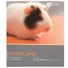 Guinea Pig - Pet Friendly cover