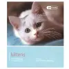 Kitten - Pet Friendly cover