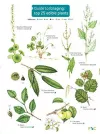 Guide to Foraging: Top 25 Edible Plants cover