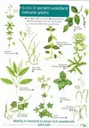 Guide to Ancient Woodland Indicator Plants cover