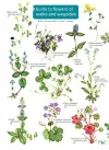 Guide to flowers of walks and waysides cover