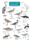 Guide to winter coastal birds cover