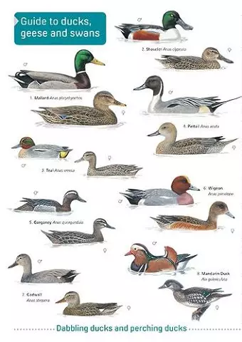 Ducks, Geese and Swans cover