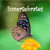 Draw Your Own Encyclopaedia Invertebrates cover