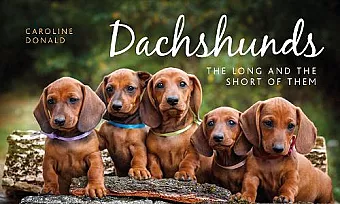 Dachshunds cover