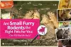 Are Small Furry Rodents the Right Pets for You: Can You Find the Facts? cover