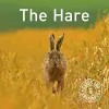 Hare Notepack, The cover