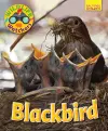 Wildlife Watchers: Blackbird cover