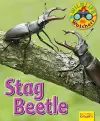 Wildlife Watchers: Stag Beetle cover