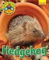 Wildlife Watchers: Hedgehog cover