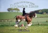 For Love of the Clydesdale Horse cover