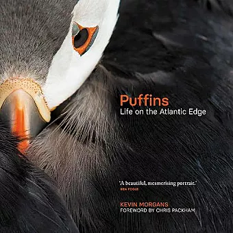 Puffins cover