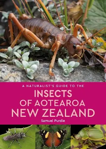 A Naturalist's Guide To The Insects Of Aotearoa New Zealand cover