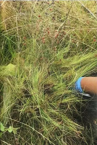 Supplement 2: Exclusion Zones cover