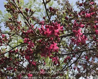 Spring in the Creasey Mahan Nature Preserve cover