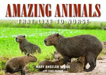 Amazing Animals cover