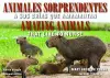 Animales Sorprendentes / Amazing Animals - English & Spanish Bilingual Edition cover