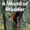 A World of Wonder cover