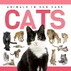Cats cover