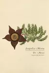 Stapelia Mixta cover