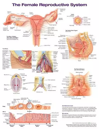 The Female Reproductive System Anatomical Chart cover