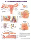 The Female Reproductive System Anatomical Chart cover