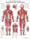 The Anatomical Male Muscular System Anatomical Chart cover