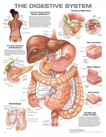 The Digestive System Anatomical Chart cover