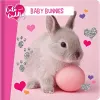 Cute and Cuddly: Baby Bunnies cover